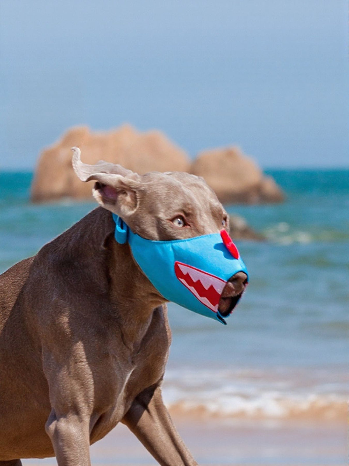 Bozal antimordeduras con diseño divertido para mascotas - Artículos HE