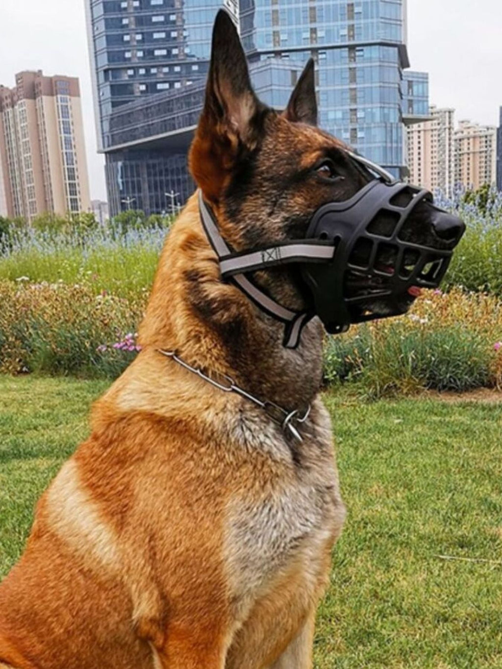 Bozal antimordeduras para mascotas - Artículos HE