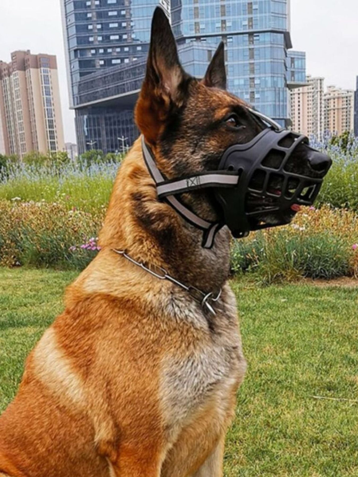 Bozal antimordeduras para mascotas - Artículos HE