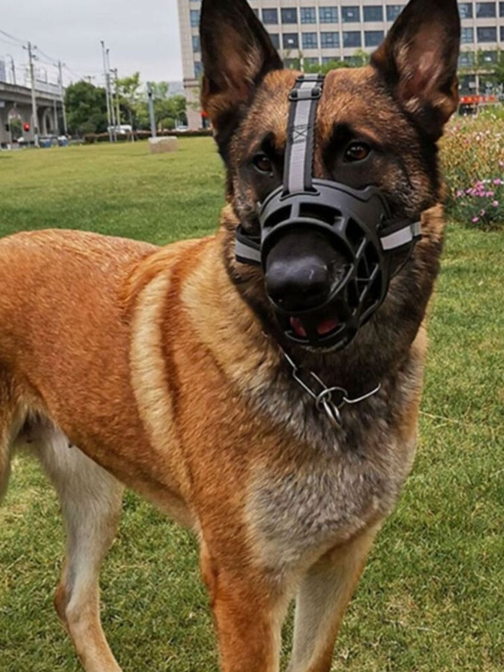 Bozal antimordeduras para mascotas - Artículos HE