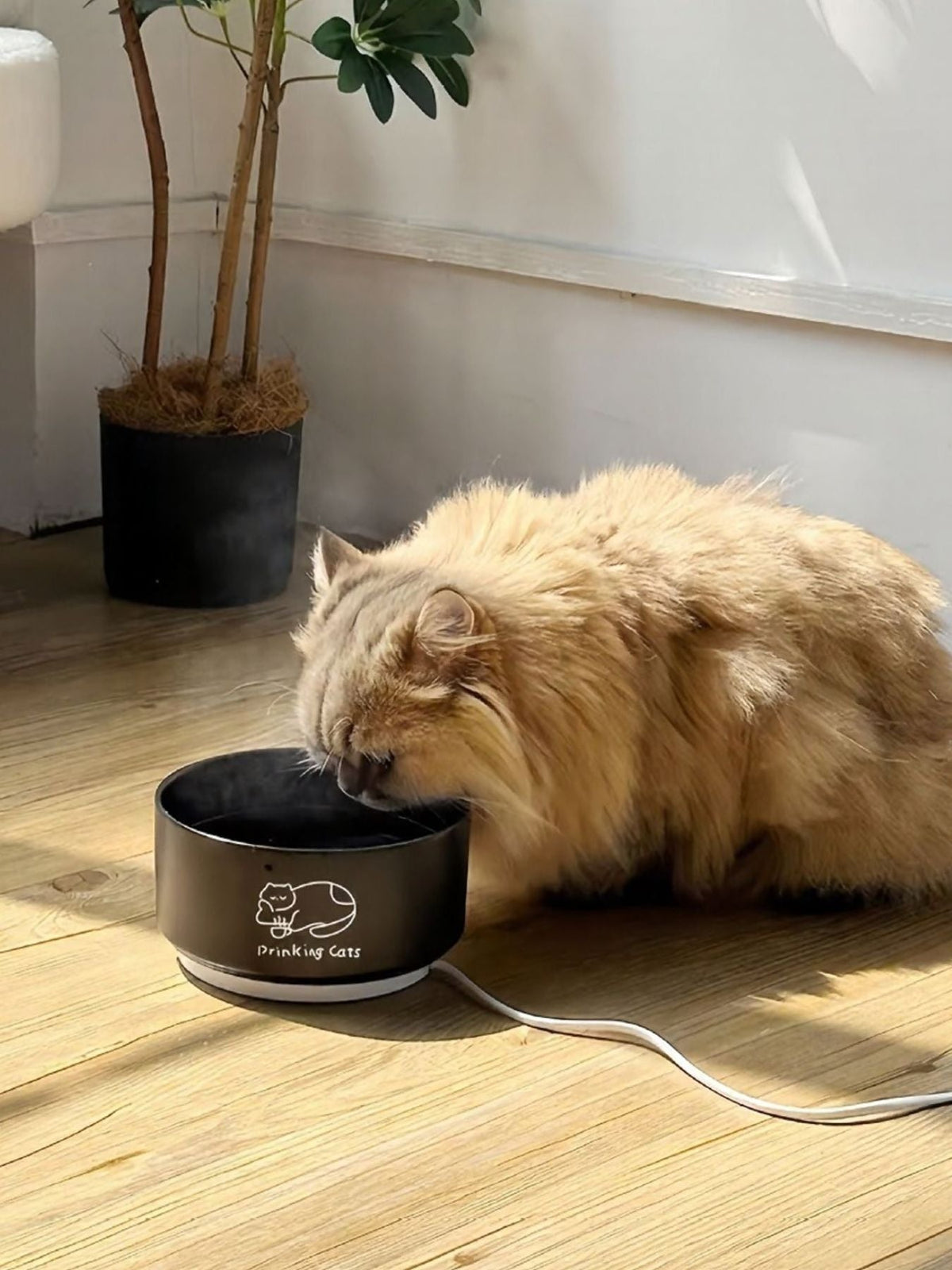 Cuenco de cerámica para mascotas con diseño de gatos - Artículos HE