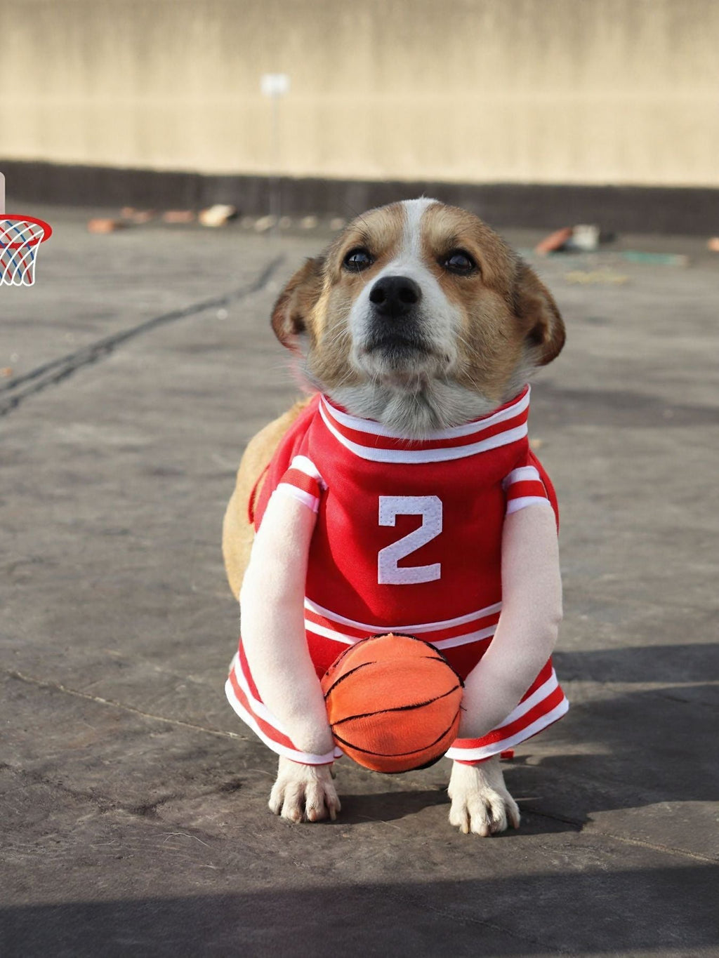 Mono deportivo de baloncesto para mascotas - Artículos HE