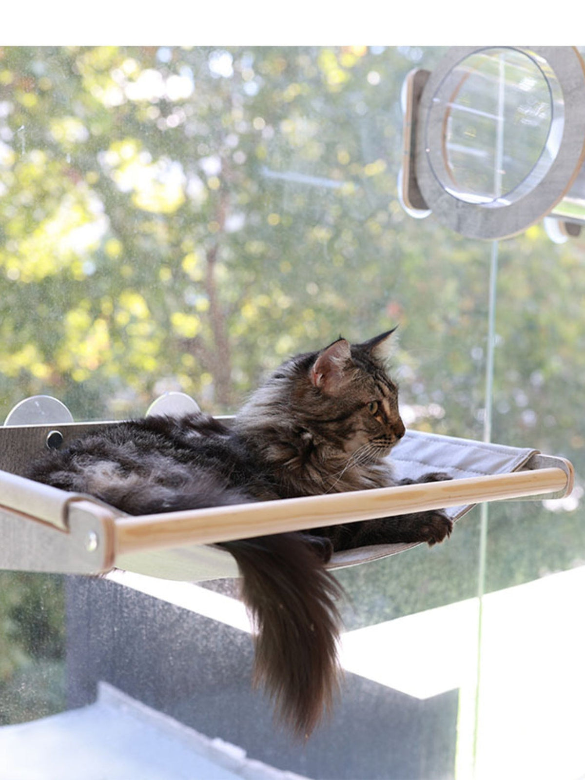 Rascador para gatos con ventosa para ventana - Artículos HE